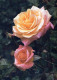 FLOWERS Vintage Postcard CPSM #PAS163.GB - Bloemen