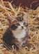 CAT KITTY Animals Vintage Postcard CPSM #PAM121.GB - Katzen