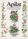 FLEURS Vintage Carte Postale CPSM #PAS465.FR - Bloemen