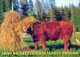 COW Animals Vintage Postcard CPSM #PBR815.GB - Kühe