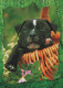 CANE Animale Vintage Cartolina CPSM #PAN435.IT - Dogs