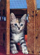 GATTO KITTY Animale Vintage Cartolina CPSM #PAM126.IT - Katzen