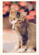 GATO GATITO Animales Vintage Tarjeta Postal CPSM #PAM558.ES - Chats