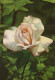 FLOWERS Vintage Ansichtskarte Postkarte CPSM #PAS346.DE - Bloemen