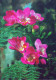 FLOWERS Vintage Ansichtskarte Postkarte CPSM #PAR565.DE - Flowers