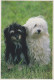 HUND Tier Vintage Ansichtskarte Postkarte CPSM #PAN629.DE - Hunde