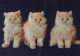KATZE MIEZEKATZE Tier Vintage Ansichtskarte Postkarte CPSM #PAM438.DE - Katzen