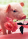 PIGS Tier Vintage Ansichtskarte Postkarte CPSM #PBR756.DE - Cochons
