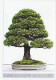 Postal Stationery China 2006 Bonsai Tree - Bäume