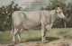 Cow Charolais Kuh France. Publisher: Russian E.V. BAGGOVUT Kegel. - Vacas