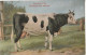 Cow. Freiburger Kuh . Publisher: Russian E.V. BAGGOVUT Kegel. - Vacas