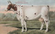 Cow.Ayreshire Kuh . Publisher: Russian E.V. BAGGOVUT Kegel. - Cows