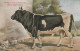 Cow. Bretagne Bulle Kuh . Publisher: Russian E.V. BAGGOVUT Kegel. - Cows