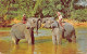 Sri Lanka - Elephants At Play In The Mahaweli Ganga, Near Kandy - Publ. Ceylon Pictorials CP46 - Sri Lanka (Ceylon)