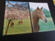 LOT DE 2 BELLES CARTES "BEAUX CHEVAUX..EN NORMANDIE".. - Pferde