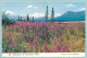 ALASKA - Mt. McKinley At Fireweed Time - Other & Unclassified