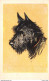 Chien // Dog # Dessin - Errier écossais // Scottish Terrier Cpsm PF ±1950 ♥♥♥ - Hunde