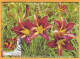 2017  Moldova Moldavie MAXICARD Botanical Garden. Flowers. 5,75 - Moldova