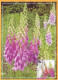 2017  Moldova Moldavie MAXICARD Botanical Garden. Flowers. 1,75 - Moldavie