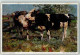 39419911 - Ein Suesses Geheimnis Sign.Prof.H.v.Zuegel Galerie Muenchner Meister EMM Nr.346 - Cows