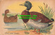 R466962 Duck And Drake. Postcard - Monde