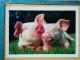 KOV 506-52 - Pig, Porc, Svine - Cochons