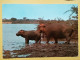 KOV 506-48 - HIPPOPOTAMUS, KENYA, HIPPOPOTAME,  - Rhinozeros