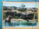 KOV 506-48 - HIPPOPOTAMUS, NILPFERD, HIPPOPOTAME,  - Rhinocéros
