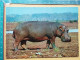 KOV 506-48 - HIPPOPOTAMUS, NILPFERD, HIPPOPOTAME,  - Rhinozeros