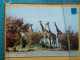 KOV 506-49 - GIRAFFE,  - Giraffen