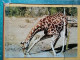 KOV 506-49 - GIRAFFE, AFRICA, DIERELEWE - Giraffes