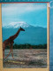 KOV 506-49 - GIRAFFE, AFRICA, KENYA, KILIMANJARO - Girafes