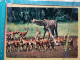 KOV 506-49 - GIRAFFE, IMPALA, AFRICA, ZAMBIA - Giraffes