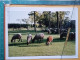 KOV 506-50 - SHEEP, MOUTON, PHOTOGRAPHY - Sonstige & Ohne Zuordnung