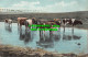 R467401 Cows In River. T. E. L. Serie. 862 - World