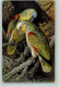 13063811 - Papageien Serie 1156-1  - Sign Aug. Specht , - Birds