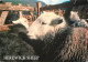 Animaux - Moutons - Royaume-Uni - Herdwick Sheep , Lake District - CPM - Etat Pli Visible- UK - Voir Scans Recto-Verso - Autres & Non Classés