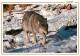 Animaux - Loups - Hiver - Neige - Wolf - Lobo - CPM - Carte Neuve - Voir Scans Recto-Verso - Autres & Non Classés