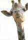 Animaux - Girafes - Carte Publicitaire Deloitte - Carte Neuve - CPM - Voir Scans Recto-Verso - Girafes