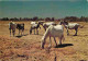 Animaux - Chevaux - Camargue - Chevaux Camarguais - Flamme Postale - Voir Scans Recto Verso  - Horses