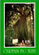 17-5-2024 (5 Z 21) Australia - QLD - Curtain Fig Tree - Trees
