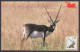 Inde India 2006 Mint Postcard Wildlife Of Rajasthan, Black Buck, Wild Animal, Animals, Wild Life - Inde