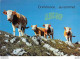 CPSM ± 1970 CONFÉRENCE .... AU SOMMET # VACHES # HUMOUR - Vaches