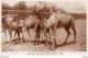 CPA Aden ± 1930 - She Camel And Young. Sheik Othman - Photographed By A. ABASSI - Yémen