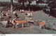 US POSTCARD COWS . A PASTORAL SCENE  - Koeien