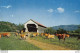 US POSTCARD In True Vermont Fashion Even Cows Have The Casual Use Of Covered Bridges.Color Photo By George French - Vaches