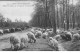 LA LANDE PITTORESQUE - Dans Les Pins, Un Troupeau De Moutons - Très Bon état - Andere & Zonder Classificatie