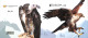 Cyprus 2019 Europa, Booklet, Mint NH, History - Nature - Europa (cept) - Birds - Birds Of Prey - Stamp Booklets - Ongebruikt