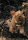 Animaux - Fauves - Lion - CPM - Voir Scans Recto-Verso - Lions