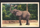 AK Washington, D. C., Elephant, National Zoological Park  - Éléphants